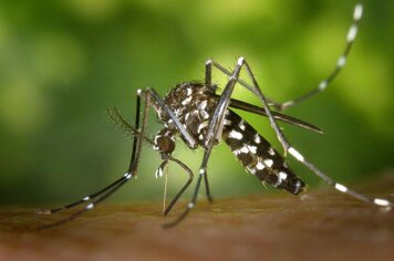 Bozano tem risco médio de infestação com o mosquito da Dengue