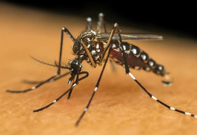 Cuidado com o vírus da Dengue!